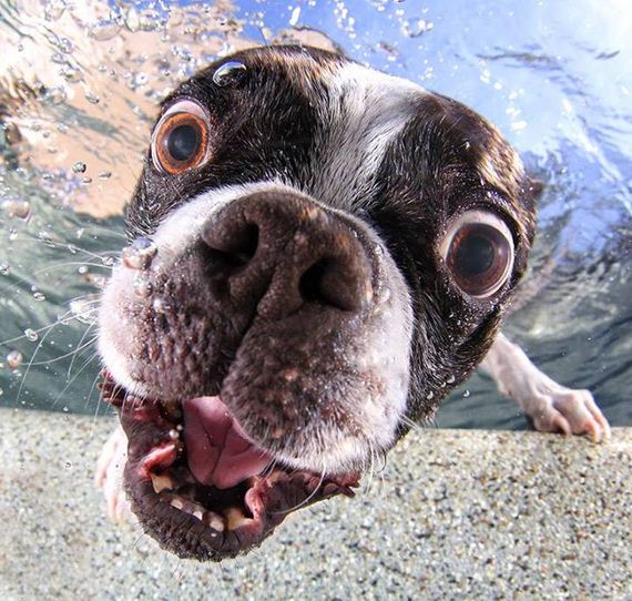 underwater_dog_photos