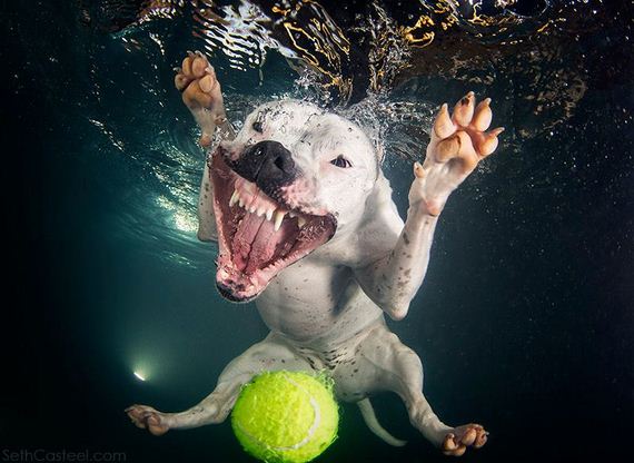 underwater_dog_photos