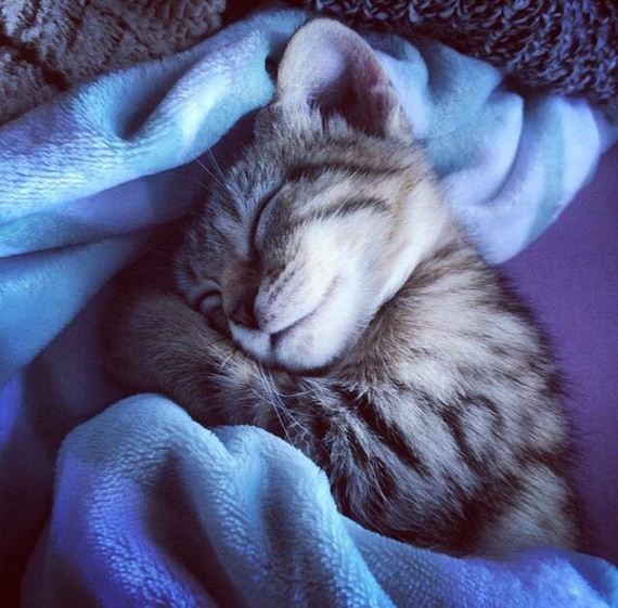 Adorable-Tucked-Cats