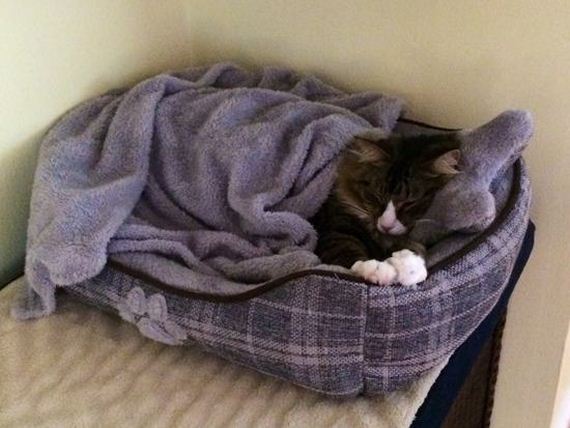 Adorable-Tucked-Cats