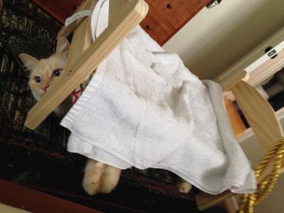 Adorable-Tucked-Cats