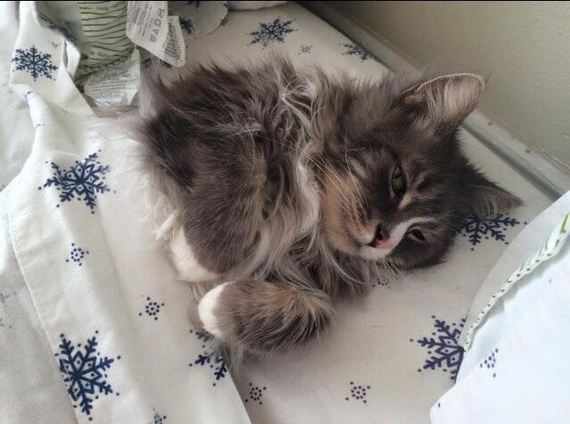 Adorable-Tucked-Cats