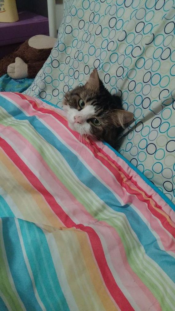 Adorable-Tucked-Cats