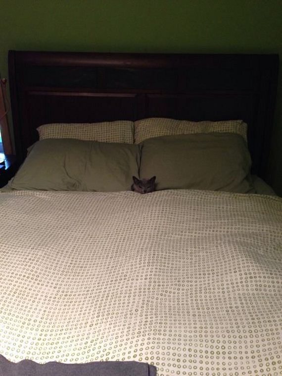 Adorable-Tucked-Cats