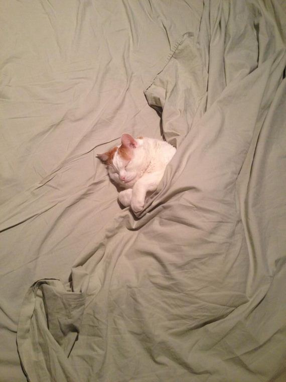 Adorable-Tucked-Cats