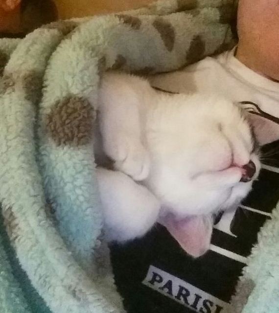 Adorable-Tucked-Cats