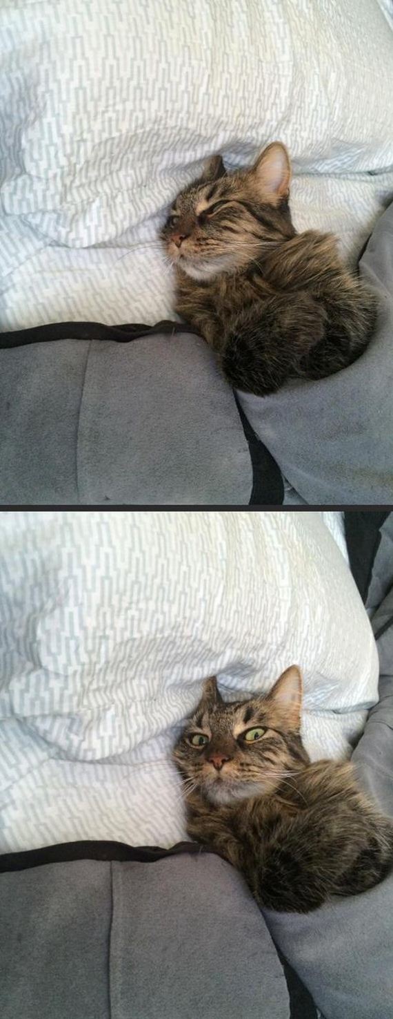 Adorable-Tucked-Cats