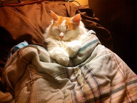 Adorable-Tucked-Cats