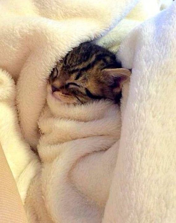 Adorable-Tucked-Cats