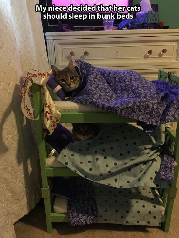 Adorable-Tucked-Cats