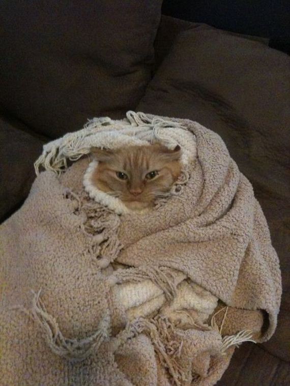 Adorable-Tucked-Cats