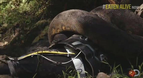 A Man Tried To Get Eaten Alive By An Anaconda And People