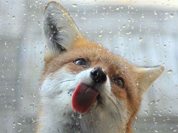 Animals-Adorably-Licking-Windows