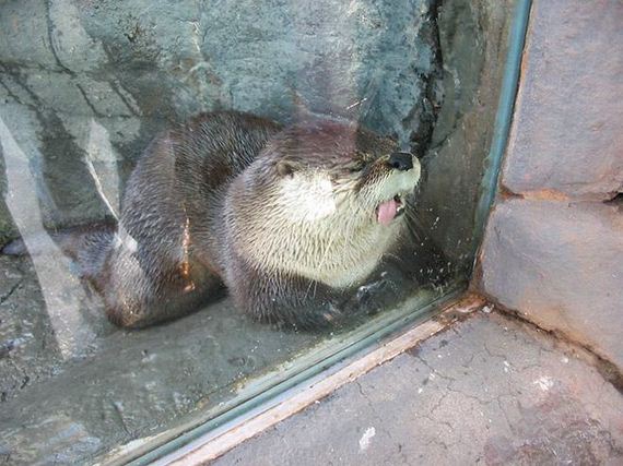 Animals-Adorably-Licking-Windows