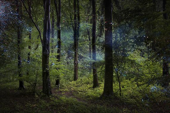 Artist-Spent-Forest
