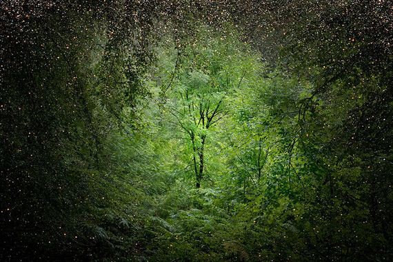 Artist-Spent-Forest