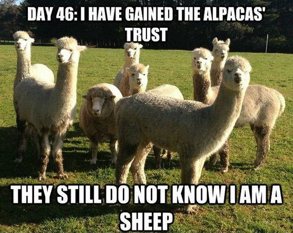 Blatant-Impostors