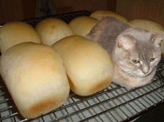 Blatant-Impostors