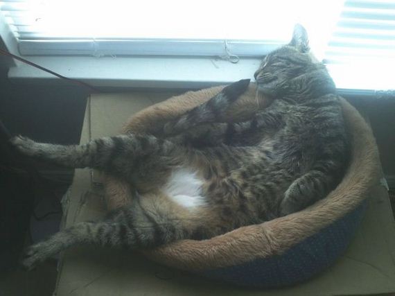 Cats-Laziness