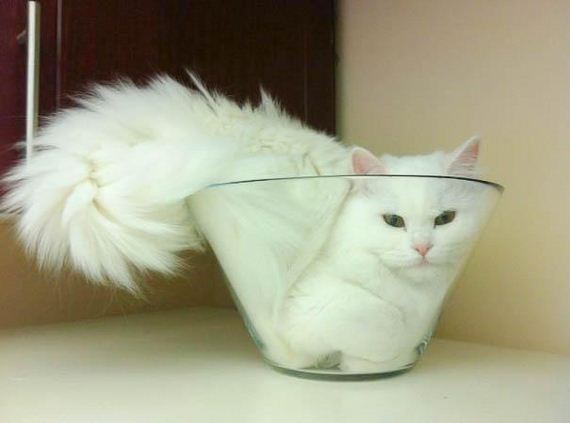 Cats-Liquid