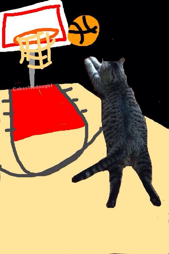 Cats-Plus