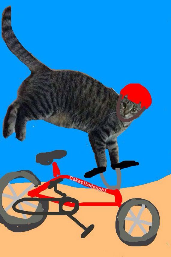 Cats-Plus