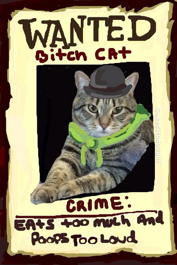 Cats-Plus