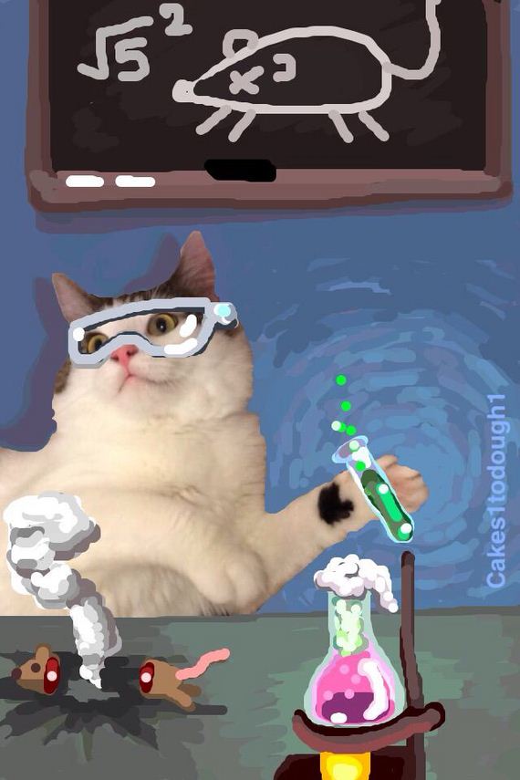 Cats-Plus