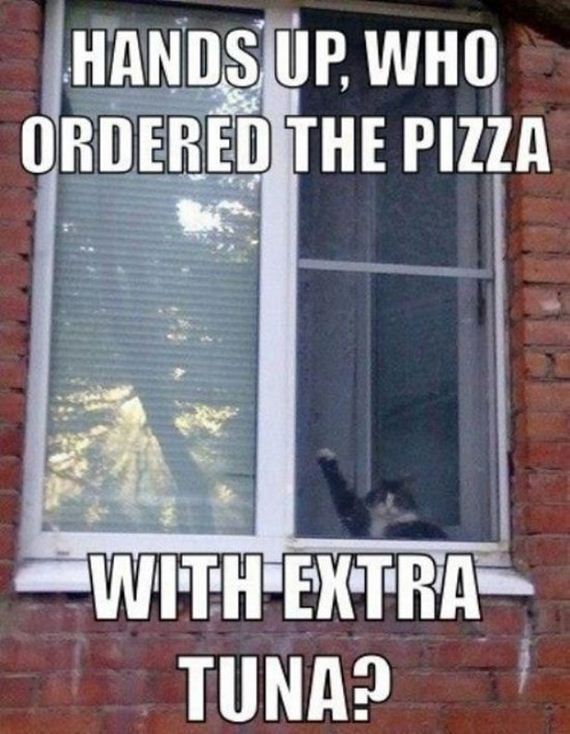 Caturday-Best-Day