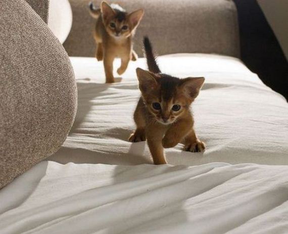 Caturday-Best-Day