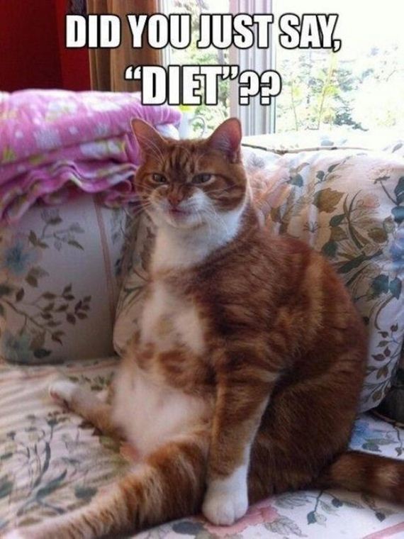 Caturday-Best-Day