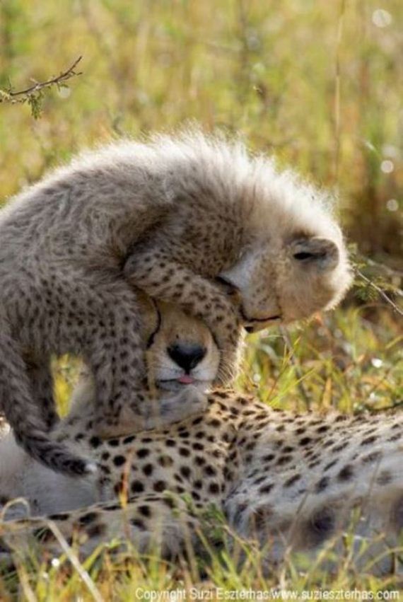 Caturday-Best-Day