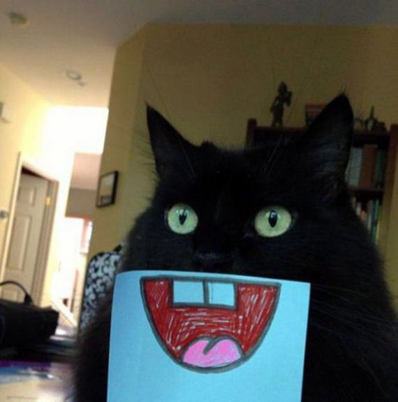 Caturday-Best-Day
