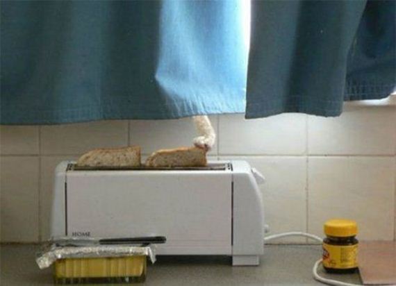 Caturday-Best-Day