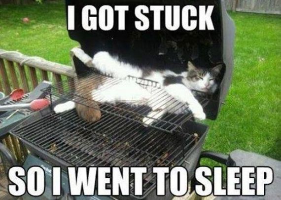 Caturday-Best-Day
