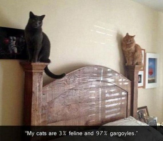 Caturday-Best-Day