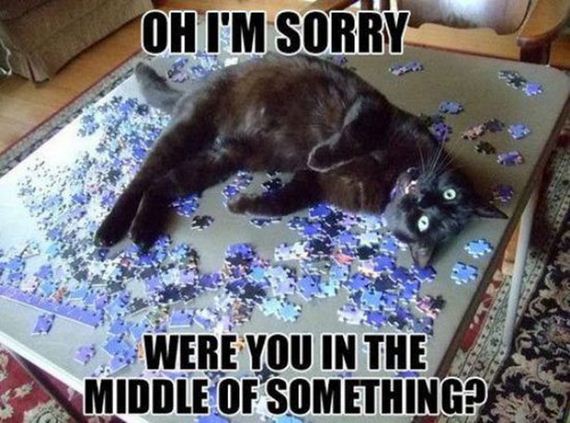 Caturday-Best-Day