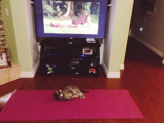 Caturday-Best-Day