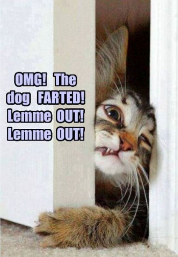 Caturday-Best-Day