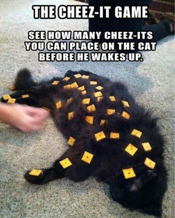 Caturday-Best-Day