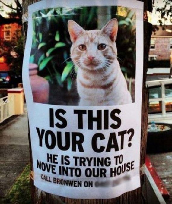 Caturday-Best-Day