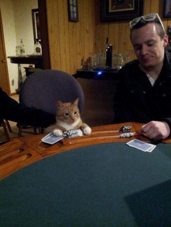 Caturday-Best-Day