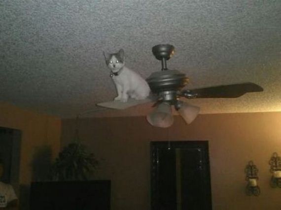 Caturday-Best-Day