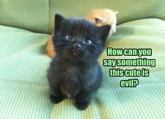 Caturday-Best-Day