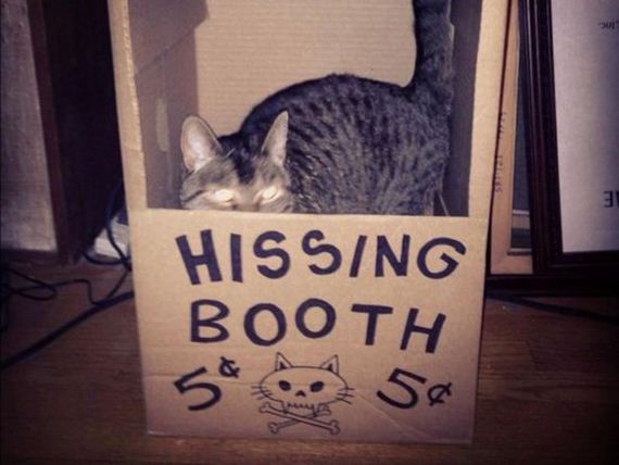 Caturday-Best-Day