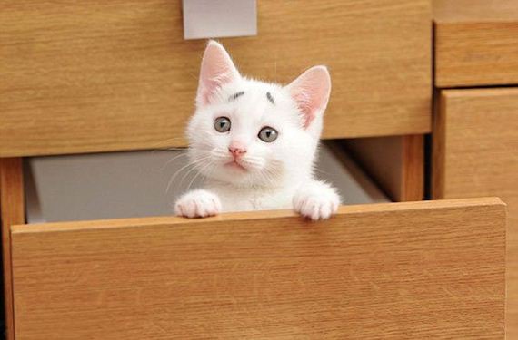 Confused-Kitten
