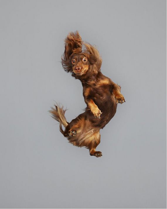 Dogs-Floating-Mid-Air