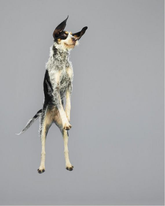 Dogs-Floating-Mid-Air