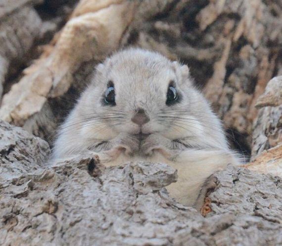 Ezo-Momonga