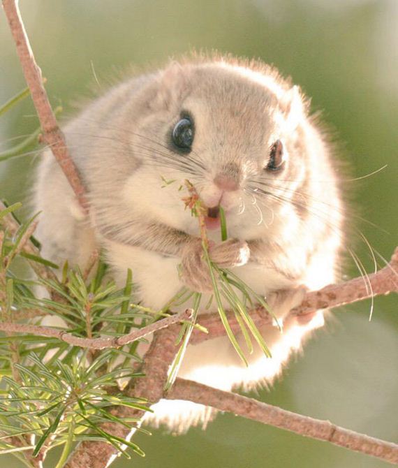 Ezo-Momonga